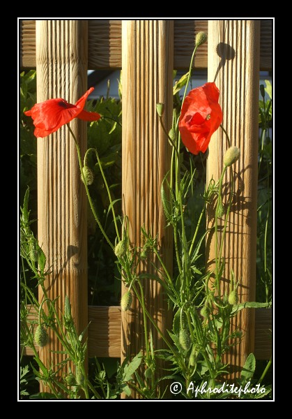 110 Fleurs